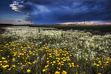 Foxtails and wildflowers on the edge of a wheatfield under storm clouds north of Edmonton, Alberta.