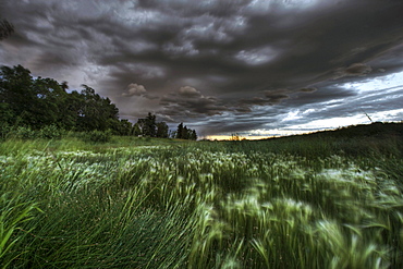 Late evening thunderstorm over foxtails on a farm north of Edmonton, Alberta.