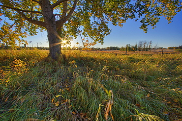 Early evening under an old poplar tree north of Edmonton, Alberta.