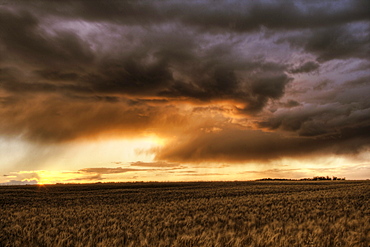 Storm blowing over barley during an autumn sunset on a farm north of Edmonton, Alberta.