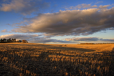 Farm and Stubble in Fall during Harvest, near Edmonton, Alberta