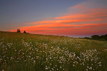 Field of Daisies in Evening Twilight, Middle Sackville, Nova Scotia