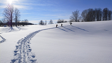 People Cross-Country Skiing, Grey County, Ontario