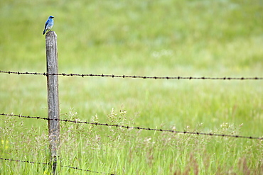 Mountain Bluebird (male - sialia currucoides) on fence near Drumheller Alberta,