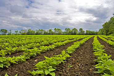 Soybean field, Nobleton, Ontario