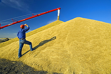 Artist's Choice: A man looks out over newly harvested oats while the crop is being stockpiled in the background, near Lorette, Manitoba