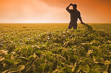 Man looks out over a soybean field on a misty morning, near Brunkild, Manitoba