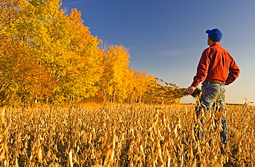 Man looks out over a mature harvest ready soybean field with aspen trees in the background, near Lorette, Manitoba