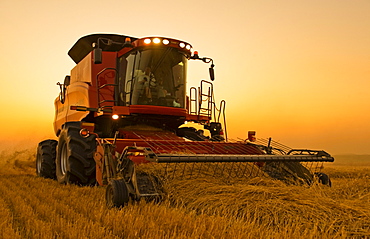 A combine harvests swathed spring wheat near Dugald, Manitoba