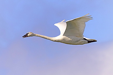 Trumpeter swan, Tagish, Yukon