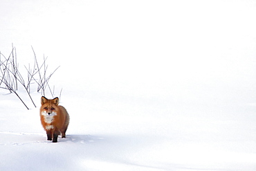 Red fox, Yukon