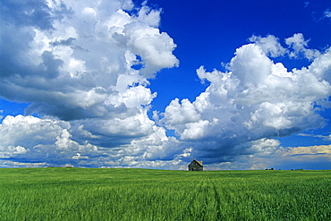 Abandoned farm in wheat field with cumulonimbus clouds in the sky, near Kisbey, Saskatchewan