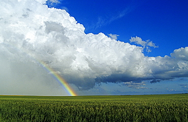 Cumulonimbus cloud mass and rainbow with wheat field in the foreground, near Bromhead, Saskatchewan