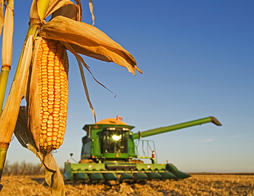 Close up of feed corn grown for biofuel and out of focus combine loaded with corn during the harvest, near La Salle, Manitoba