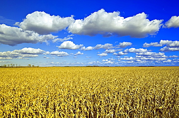 Field of feed/grain corn stretches to the horizon, a sky filled with cumulus clouds in the background, near Dufresne, Manitoba