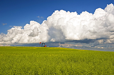 Pod stage canola field with oil pumpjack and cumulonimbus clouds in the background, near Torquay, Saskatchewan