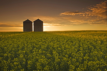 Bloom stage canola field with grain bins in the background, Tiger Hills, Manitoba