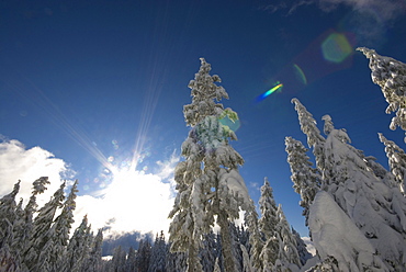 Snow covered trees at Hollyburn mountain, Cypress Mountain Provincial Park, Vancouver, British Columbia