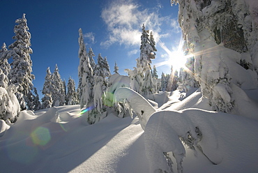 Snow covered trees at Hollyburn mountain, Cypress Mountain Provincial Park, Vancouver, British Columbia