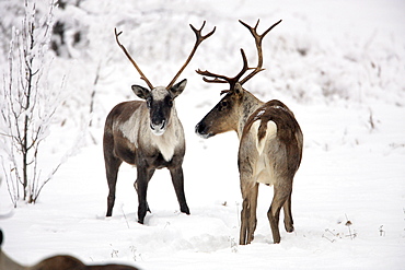 Male caribou in the snow, near Watson Lake, Yukon