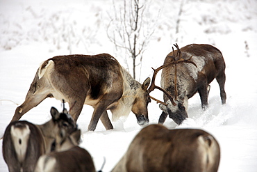 Male caribou sparring in the snow, near Watson Lake, Yukon