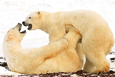 Polar bears sparring, Churchill, Manitoba