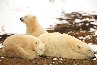 Polar bears, mother and two cubs, Churchill, Manitoba