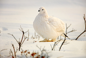 Ptarmigan, Churchill, Manitoba