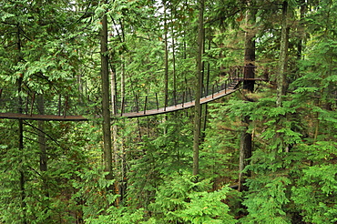 Treetops Adventure walkway at the Capilano Suspension Bridge, Vancouver, British Columbia