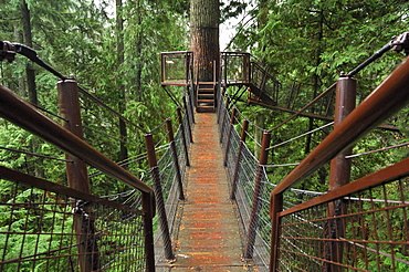 Treetops Adventure walkway at the Capilano Suspension Bridge, Vancouver, British Columbia