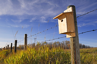 Bird house on a barbed wire fence, Strathcona County, Alberta