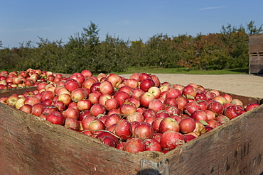 Fresh picked fall harvest apples, Grey County, Ontario