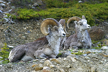 Stone Mountain sheep, Stone Mountain Provincial Park, British Columbia