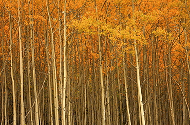 Poplar forest in autumn, Teslin, Yukon