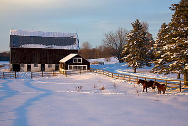 Horse Farm in Winter, Near Zephyr, Ontario