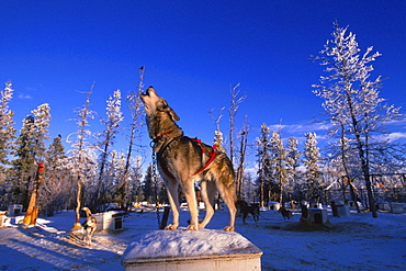 Husky Dog Howling while Standing on top of his Dog House, Whitehorse, Yukon