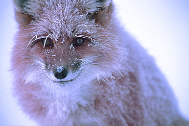 Close up of a Red Fox covered in Frost along the Dempster Highway, Dawson City, Yukon