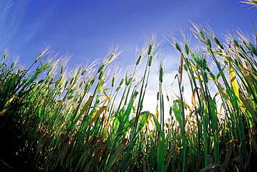 Barley Field, near Dugald, Manitoba