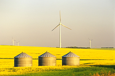 Artist's Choice: Grain Bins and Wind Turbines in Canola Field, near St. Leon, Manitoba