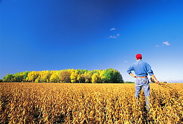 Farmer looks out over a Harvest ready soybean Crop, near Lorette, Manitoba