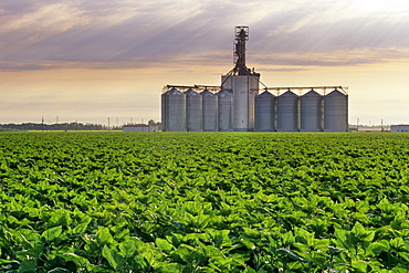 Inland Grain Terminal with Sunflowers in the foreground near Winnipeg, Manitoba