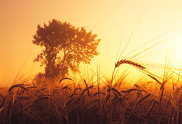 Mist in a Barley Field at Sunset, near Carey, Manitoba