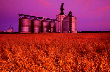 Inland Grain Terminal with Oat Field in the foreground, Morris, Manitoba