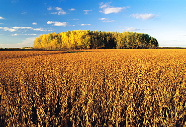 Field of Harvest ready Soybeans, near Lorette, Manitoba