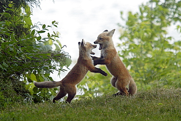 Two Fox Pups Playing