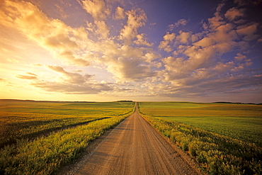 Country Road through Farmland, Tiger Hills near Holland, Manitoba