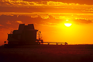 A Combine (harvester) Harvests Winter Wheat at Sunset, near Oakbank, Manitoba