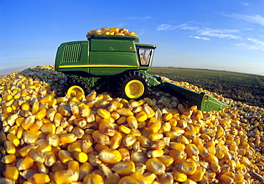 Model Combine on a Pile of Feed Corn, near Niverville Manitoba