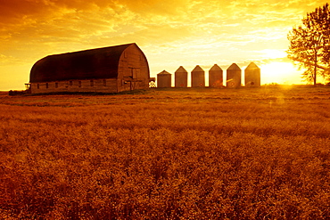 Old Barn with Flax Field in the foreground, near Cypress River, Manitoba