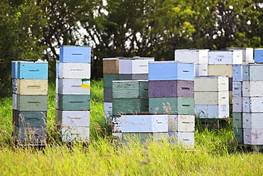 Honey beehives in multi-colored wooden boxes, Pembina Valley, Manitoba, Canada